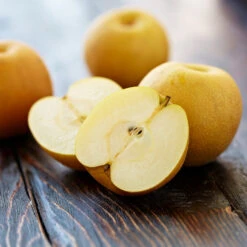 Shinseiki Asian Pear -Blooming Yard Shinseiki Asian Pear 5 FGT