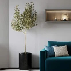 Sikitita Olive Tree -Blooming Yard Sikitata Olive 2