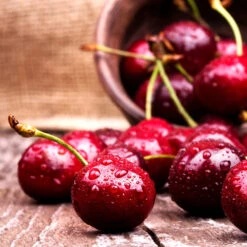 Skeena Cherry Tree -Blooming Yard Skeena Cherry 4 FGT