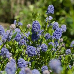 Skylark California Lilac -Blooming Yard Skylark California Lilac 3 FGT