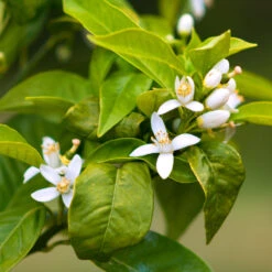 Smith Red Orange -Blooming Yard Smith Red Orange 7