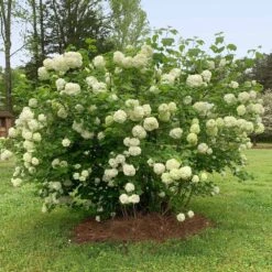 Snowball Bush -Blooming Yard Snowball Viburnum 2 FGT