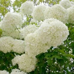 Snowball Bush -Blooming Yard Snowball Viburnum 3 FGT