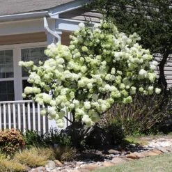 Snowball Bush -Blooming Yard Snowball Viburnum 4 FGT