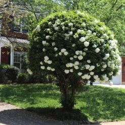 Snowball Bush -Blooming Yard Snowball Viburnum 7 FGT