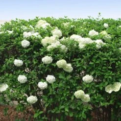 Snowball Bush -Blooming Yard Snowball Viburnum FGT