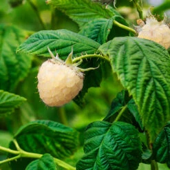 Snowbank White Blackberry Bush -Blooming Yard Snowbank Blackberry 1
