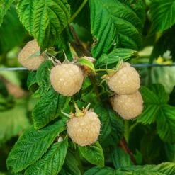 Snowbank White Blackberry Bush -Blooming Yard Snowbank Blackberry 3