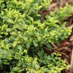 Soft Touch Holly Shrub -Blooming Yard Soft Touch Holly 4