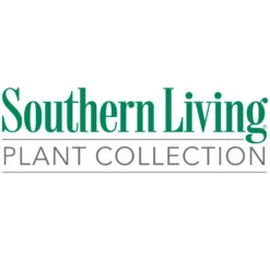 Jubilation™ Gardenia Shrub -Blooming Yard Southn Living 1000x1000 5e0fa4e2 4a09 4047 86f4 8200336c962e