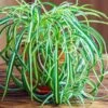 Spider Plant -Blooming Yard Spider Plant FGT 600x600 f8f5d6ea f043 4cae a4d9 2847d9e16047