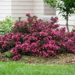 Spilled Wine® Weigela Shrub -Blooming Yard Spilled Wine Weigela 1 FGT