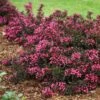 Spilled Wine® Weigela Shrub 2 Spilled Wine® Weigela Shrub -Blooming Yard Spilled Wine Weigela FGT 600x600 6a7e16ef 4df8 48a5 bd38 030385ba4fb0