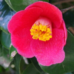 Spring's Promise Camellia Shrub -Blooming Yard Springs Promise Camellia 1 FGT