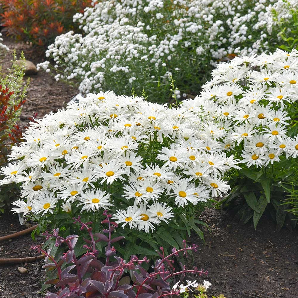 Amazing Daisies® ‘Spun Silk’ Shasta Daisy 5 Amazing Daisies® ‘Spun Silk’ Shasta Daisy - Image 3