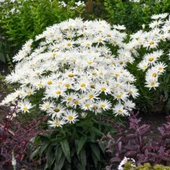 Amazing Daisies® ‘Spun Silk’ Shasta Daisy 10 Amazing Daisies® ‘Spun Silk’ Shasta Daisy -Blooming Yard Spun Silk Bananas 3