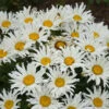 Amazing Daisies® ‘Spun Silk’ Shasta Daisy -Blooming Yard Spun Silk Bananas 600x600 785a4f4b d4da 47c5 bb94 41e730a5336f