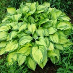Stained Glass Hosta Plant 10 Stained Glass Hosta Plant -Blooming Yard Stained Glass Hosta 1