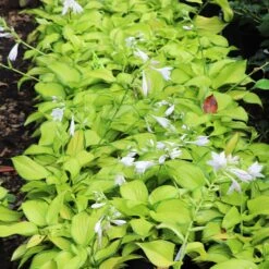 Stained Glass Hosta Plant 13 Stained Glass Hosta Plant -Blooming Yard Stained Glass Hosta 6