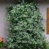 Star Jasmine -Blooming Yard Star Jasmine FGT 600x600 6d61e944 f31d 4bea bb0f 55ed8563874f