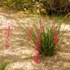 Dwarf Red Yucca Stoplights -Blooming Yard Stoplights Dwarf Hesperaloe 600x600 c6cef494 df97 4058 ab1b 9a2d48368a7e