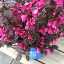 Stunner® Weigela -Blooming Yard Stunner weigela 1