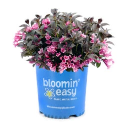 Stunner® Weigela -Blooming Yard Stunner weigela 3
