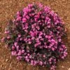 Stunner® Weigela 2 Stunner® Weigela -Blooming Yard Stunner weigela 600x600 374f2660 7429 4603 bcb3 1c1dcc3fcbf2