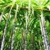 Sugar Cane -Blooming Yard Sugar Cane FGT 600x600 d746ee37 7897 40e2 b285 c96169617267