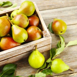 Summercrisp Pear Tree 8 Summercrisp Pear Tree -Blooming Yard Summercrisp Pear 3 FGT