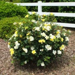 Sunny Knock Out® Rose -Blooming Yard Sunny knockout rose Shrub 1 FGT