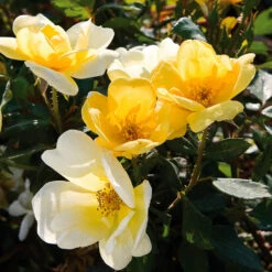 Sunny Knock Out® Rose -Blooming Yard Sunny knockout rose Shrub 3 FGT