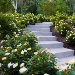 Sunny Knock Out® Rose -Blooming Yard Sunny knockout rose Shrub 7 FGT