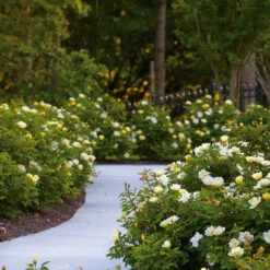 Sunny Knock Out® Rose -Blooming Yard Sunny knockout rose Shrub 8 FGT