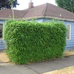 Sunset Glow Bamboo 7 Sunset Glow Bamboo -Blooming Yard Sunset Glow Bamboo 2 450w