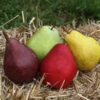 2-in-1 Pear Surprise Tree 1 2-in-1 Pear Surprise Tree -Blooming Yard Suprise Pear 600x600 5bf56b55 f018 4dd4 8ad9 549b3ab4b347