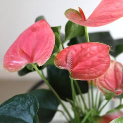 Pink Anthurium -Blooming Yard Sweet Dream Pink Anthurium 1