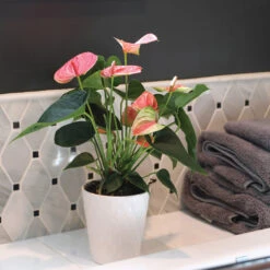 Pink Anthurium -Blooming Yard Sweet Dream Pink Anthurium 2