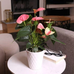 Pink Anthurium -Blooming Yard Sweet Dream Pink Anthurium 3