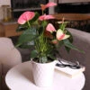 Pink Anthurium -Blooming Yard Sweet Dream Pink Anthurium 600x600 1