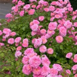 Sweet Drift® Rose -Blooming Yard Sweet Drift Rose 1