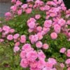 Sweet Drift® Rose -Blooming Yard Sweet Drift Rose FGT 600x600 85267c61 b20a 44cb 9d8e 99cf9a91ca1a
