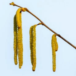 Theta Filbert Hazelnut -Blooming Yard THeta FIlbert Hazelnut 3