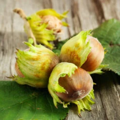 Theta Filbert Hazelnut -Blooming Yard THeta FIlbert Hazelnut 6 FGT