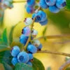 Toro Blueberry Bush - USDA Organic -Blooming Yard TOro Blueberry FGT 600x600 e4f3fb9a 3ef4 4fa5 a0e6 10c35afd23a2