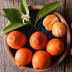 Tangelo Tree -Blooming Yard Tangelo 1 FGT