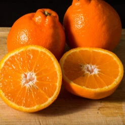 Tangelo Tree -Blooming Yard Tangelo 3 FGT