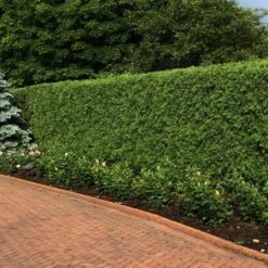 'Techny' Cold Hardy Thuja Tree -Blooming Yard Techny Thuja 2