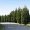 'Techny' Cold Hardy Thuja Tree 1 'Techny' Cold Hardy Thuja Tree -Blooming Yard Techny Thuja 600x600 1cd3e632 9e45 4859 8915 61aad741ad2b
