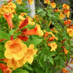 Orange Jubilee Tecoma -Blooming Yard Tecoma Orange jubilee 1